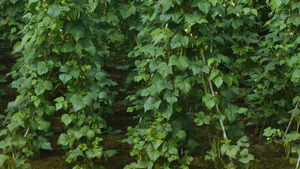 Fototapeta premium 野菜畑 白花豆