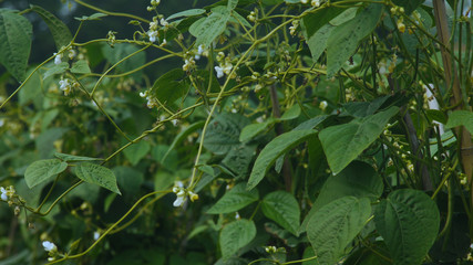 野菜畑　白花豆