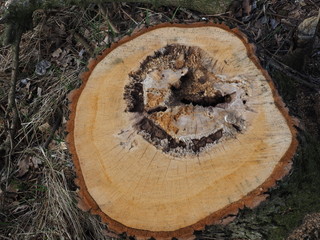 abgeholzter kranker baum 