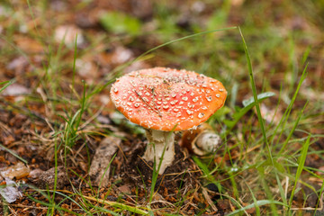 Mushroom fly agaric among grass