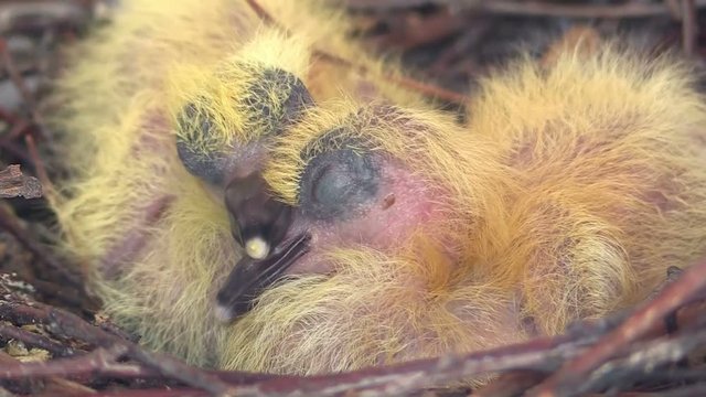 Two new born pigeons in nest