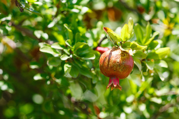 Red mellow garnet on the branch