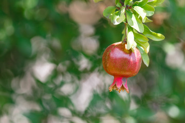 ripe and sweet pomegranate (garnet)on the tree