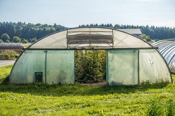 Gemüseanbau im Folientunnel