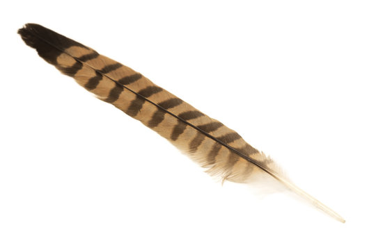 Pheasant Feather