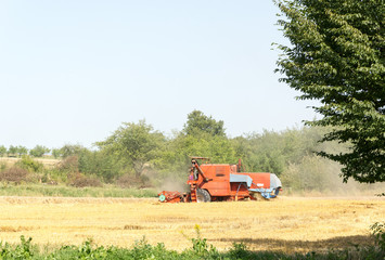 Red harvester during harvest