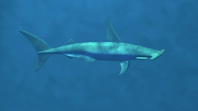 Hammerhead shark swimming in blue water. 3d animation. Caustic light patterns on skin surface and through ocean, sea water.