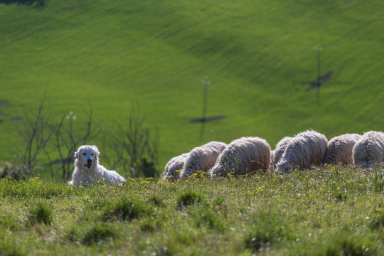 Dog with a herd oh sheep