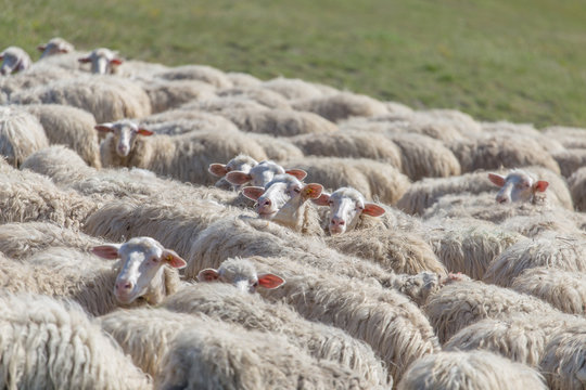 Flock of sheeps