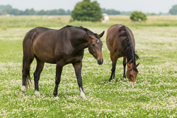 Fototapeta premium dunkle Pferde auf grüner Wiese 