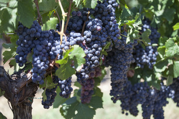 France. Vignoble vignoble bordelais, graves. Gironde