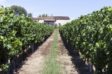 France. Vignoble vignoble bordelais, graves. Gironde