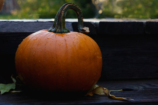 pumpkin on a porch after fall rain