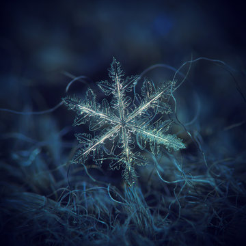 Real snowflake macro photo: large stellar dendrite snow crystal with complex, ornate shape, fine hexagonal symmetry and long, elegant arms with many transparent side branches.