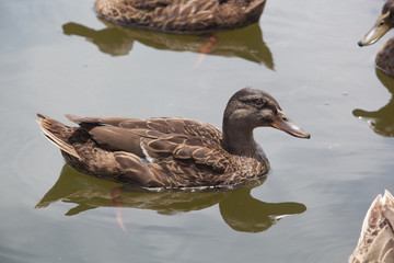 Ducks