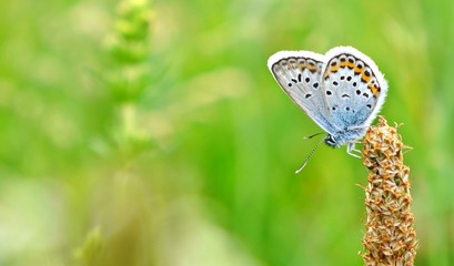 Schmetterling auf Blume