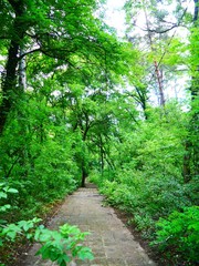 Obraz premium Wanderweg im Wald im Grünen
