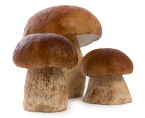 Three boletus edulis mushroom isolated on white background, close up.