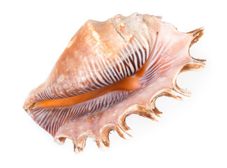 Beautiful seashell of sea mollusc isolated on a white background, top view, close up.