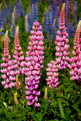 Obraz premium Lupines