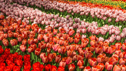 Red tulips. Amazing red tulip flower. Spring scene of tulip field