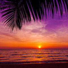 Fototapeta na wymiar Palm trees silhouette at sunset. sunset and beach. Beautiful sunset above the sea