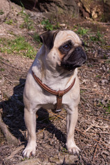  pug dog  in a summer park.