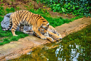 Two young tigers. Tiger Cub