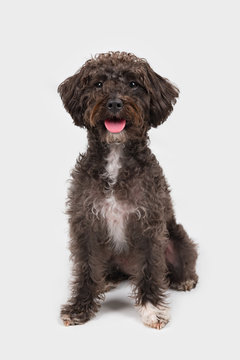 Black schnoodle schnauzer poodle mix dog sitting isolated white Stock Photo | Adobe Stock