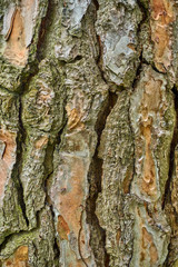 Tree background. tree texture