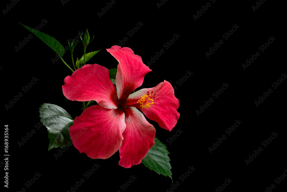 Wall mural hibiscus red flower on black background