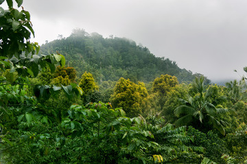 Obrazy na Szkle  Las tropikalny