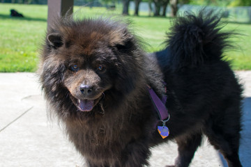 Fototapeta premium Pom 5