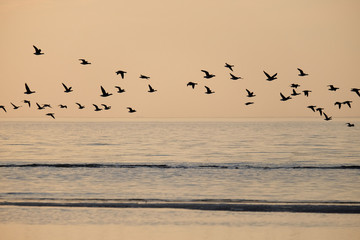 Birds in flight