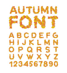 Autumn font. Yellow leaves of alphabet. autumnal ABC. Letters of fallen leaves