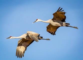 Sandhill cranes Flying in formation pattern