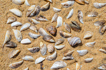 Fototapeta na wymiar Seashells on the Beach Sand Top View. Sea Beach Texture 