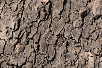Bark texture
