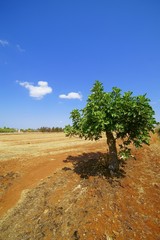 Fig tree in the landscape of Salento - Italy