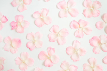 Fototapeta na wymiar Pink rose petals pattern on white background. Flat lay, top view. Valentine's background. Pattern of flowers.