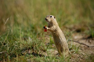 Naklejka na ściany i meble Ground squirrel standing on grass eating carrot