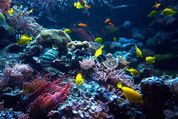 Fototapeta na wymiar underwater coral reef landscape. Coral garden with tropical fish