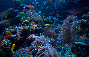 Naklejka na ściany i meble underwater background. Underwater scene. Underwater world. Underwater life landscape