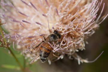 Bee on Flower