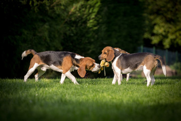 2 spielende Beagle