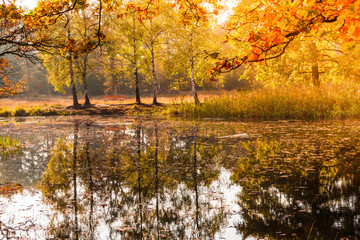 Golden autumn. Beautiful Autumnal park. Beauty nature scene. Autumn landscape