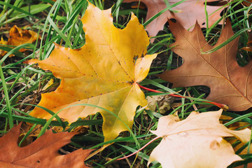Close-up of first fallen colorful autumn leaves of maple, oak in green grass, autumn has come