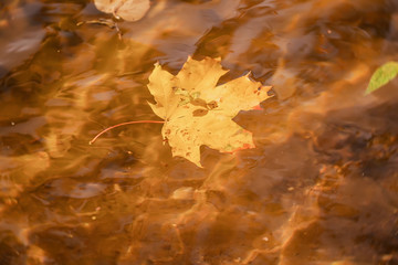 Close-up of fallen colorful autumn leaf of maple in water with sun reflections, gold ripples