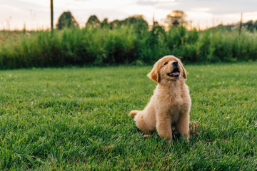Golden Retriever Puppy