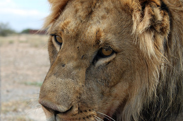 Young male lion